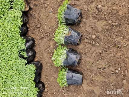 高度8厘米紫花地丁