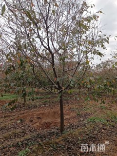 15公分高杆阳光樱