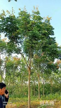 12公分栾树