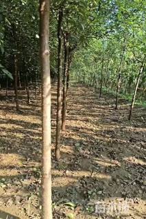 3公分白榆
