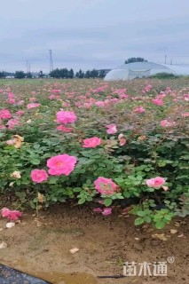 高度30厘米仙境月季