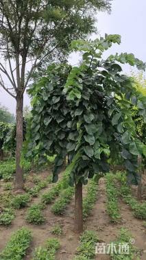 9公分大叶垂榆