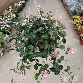 10厘米花叶络石