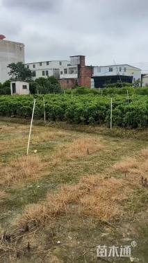 高度60厘米鸳鸯茉莉