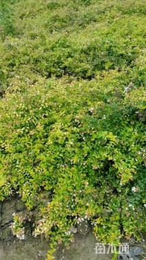 高度35厘米大花六道木小苗