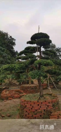 8公分罗汉松