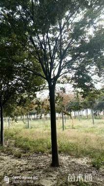 13公分榉树