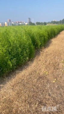 高度120厘米侧柏