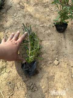 高度20厘米山桃草