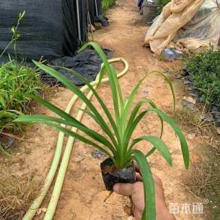 高度20厘米大花萱草