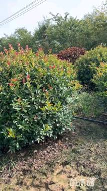 冠幅200厘米红叶石楠球