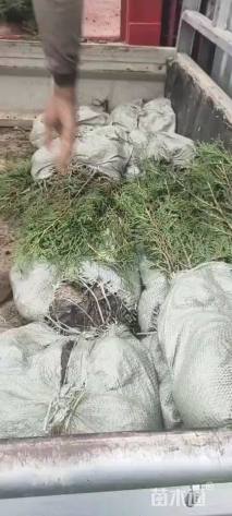 高度70厘米侧柏小苗