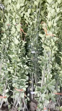 高度80厘米北海道黄杨