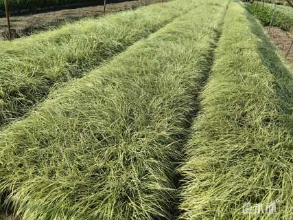 高度30厘米金叶苔草