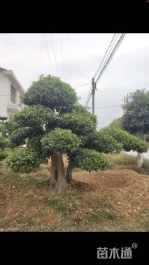 移栽苗造型罗汉松