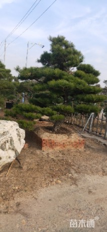 10公分造型黑松