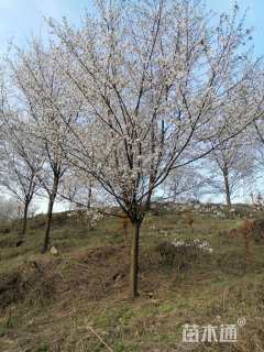 11公分樱花