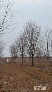 20公分美国红枫