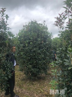 高度220厘米丛生桂花