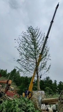 30公分银杏