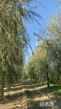 18公分红丝垂柳