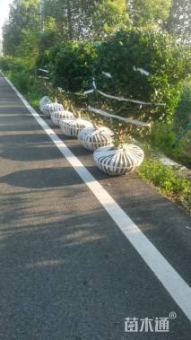 冠幅150厘米无刺枸骨球