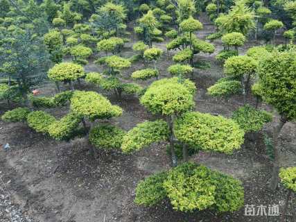 8公分造型小叶女贞