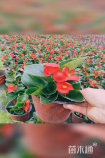 高度40厘米比哥海棠