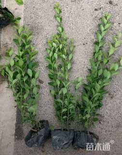 40厘米小叶扶芳藤