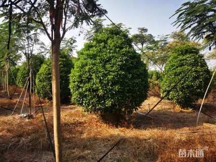 高度350厘米非洲茉莉