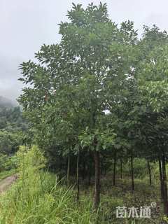 10公分香樟