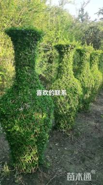 女贞