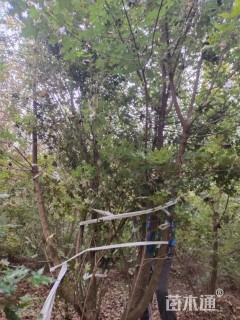 高度600厘米丛生五角枫