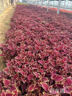 高度17厘米彩叶草