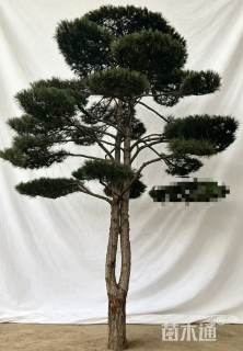 26公分造型松