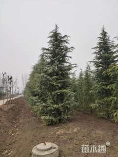 高度500厘米雪松