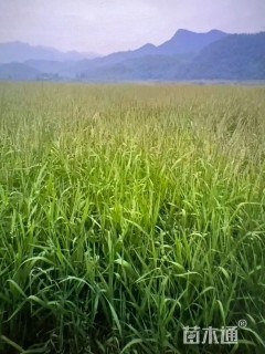 高度50厘米虉草
