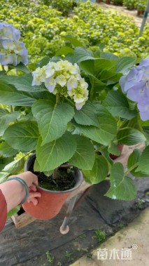 高度35厘米绣球