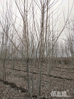 高度600厘米丛生白蜡