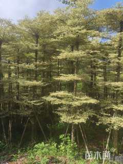 10公分锦叶榄仁