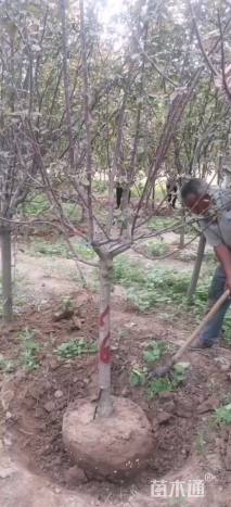 8公分红宝石海棠