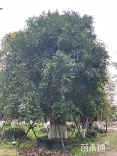 80公分小叶榕