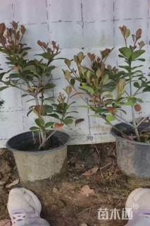 0.5公分春花树