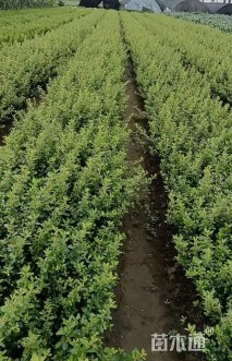 高度30厘米火棘