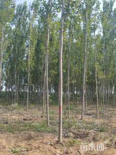 10公分毛白杨