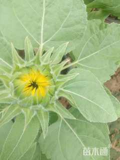 高度20厘米向日葵