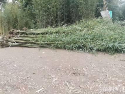 大杯苗刚竹