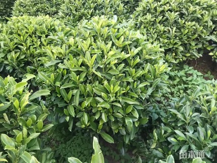 高度60厘米非洲茉莉球