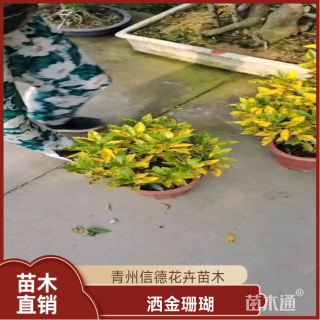 高度20厘米洒金珊瑚