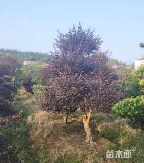 高度200厘米红花继木